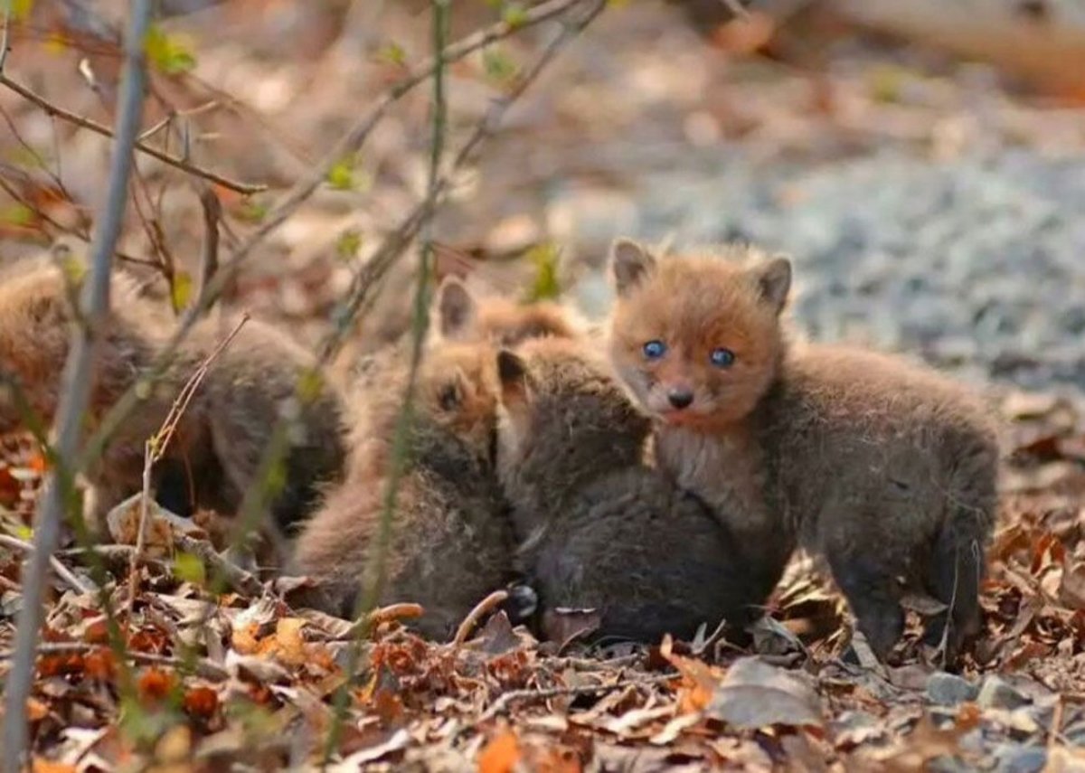 Лисичка Хелен