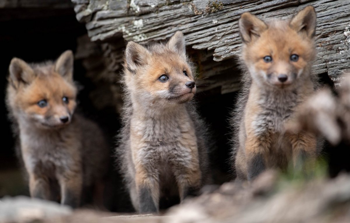 Лисенок Baby Fox