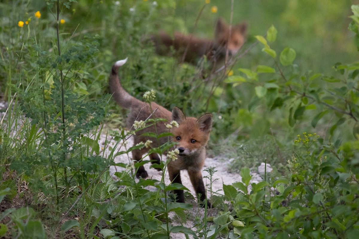 Кудрявый Лисенок