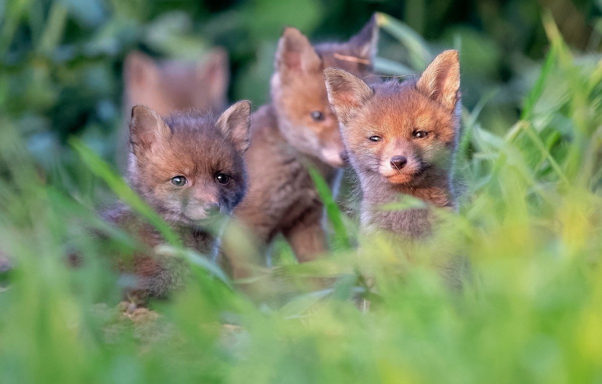Лисички фенек детеныш