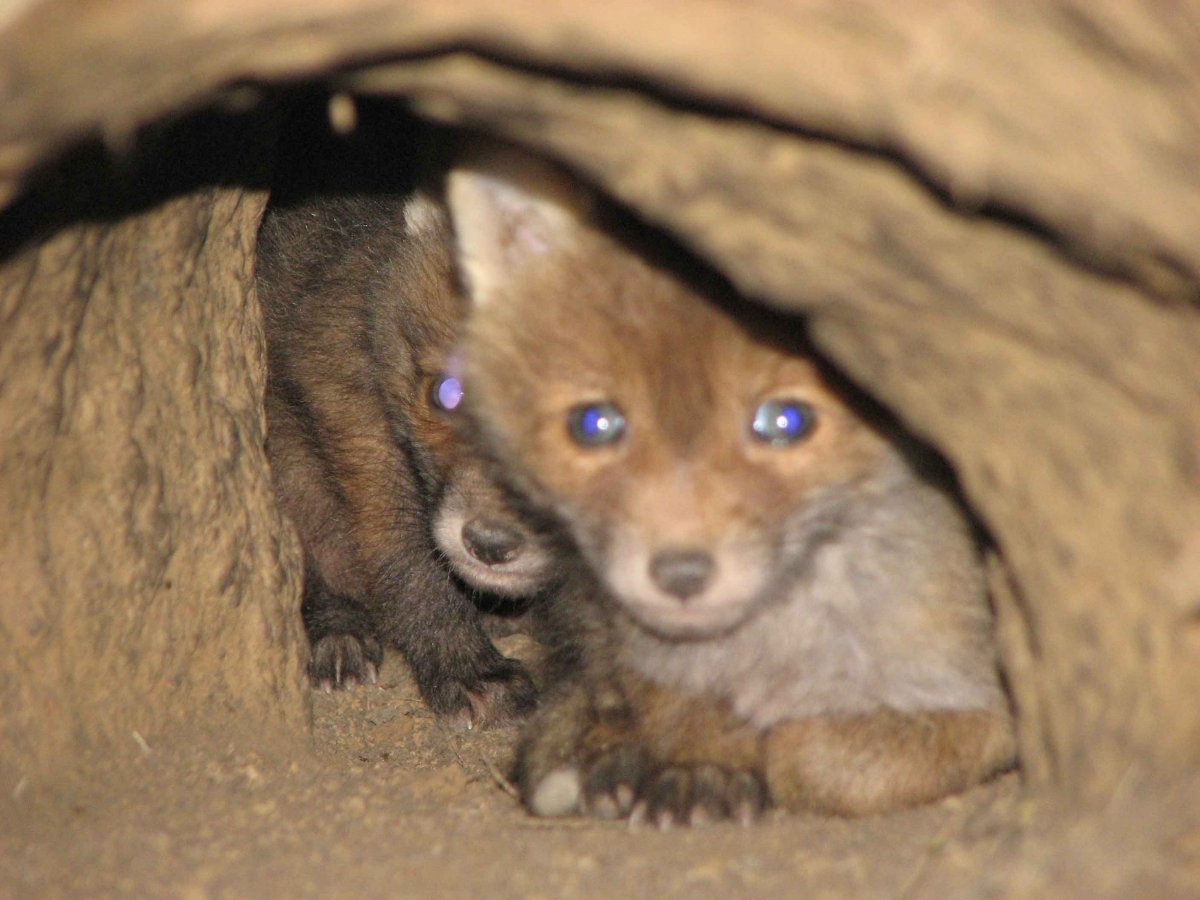 Новорождённые лисята