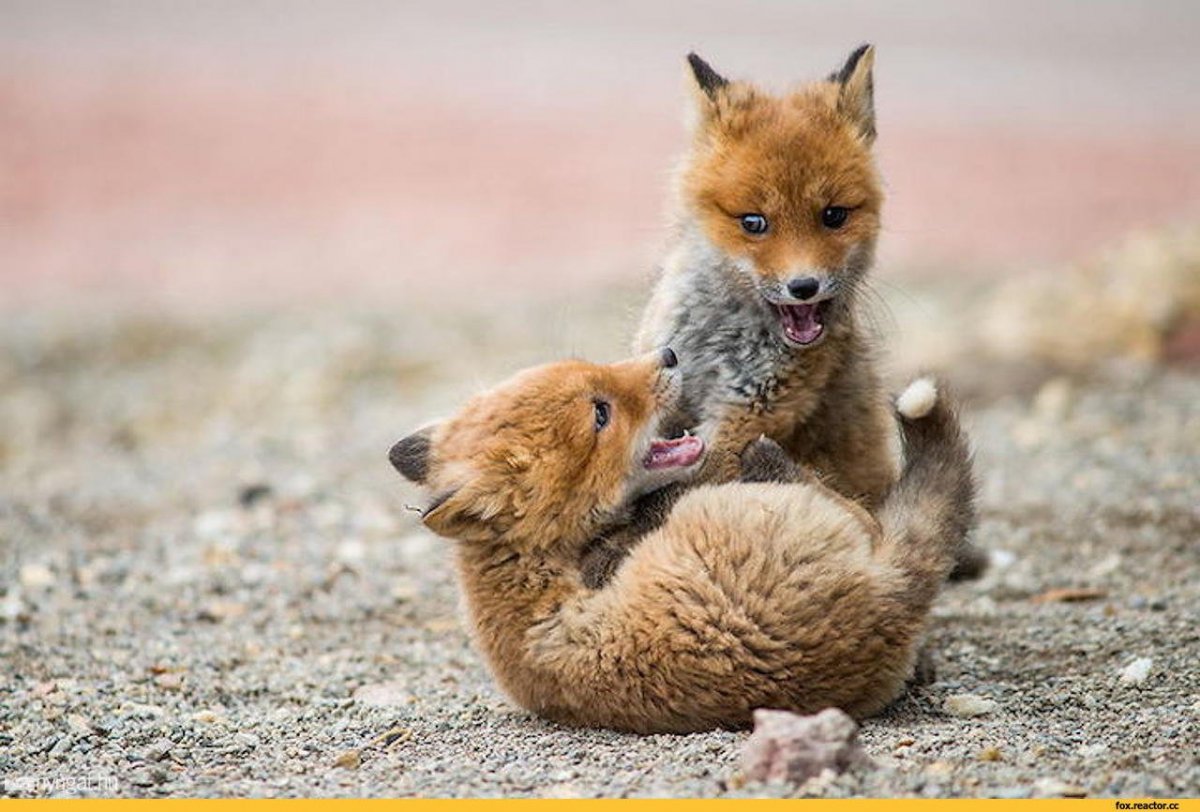 Лисята играются