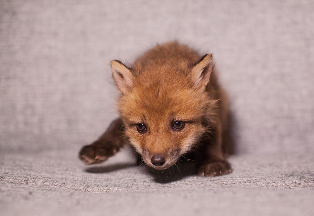 Маленькие лисята фото