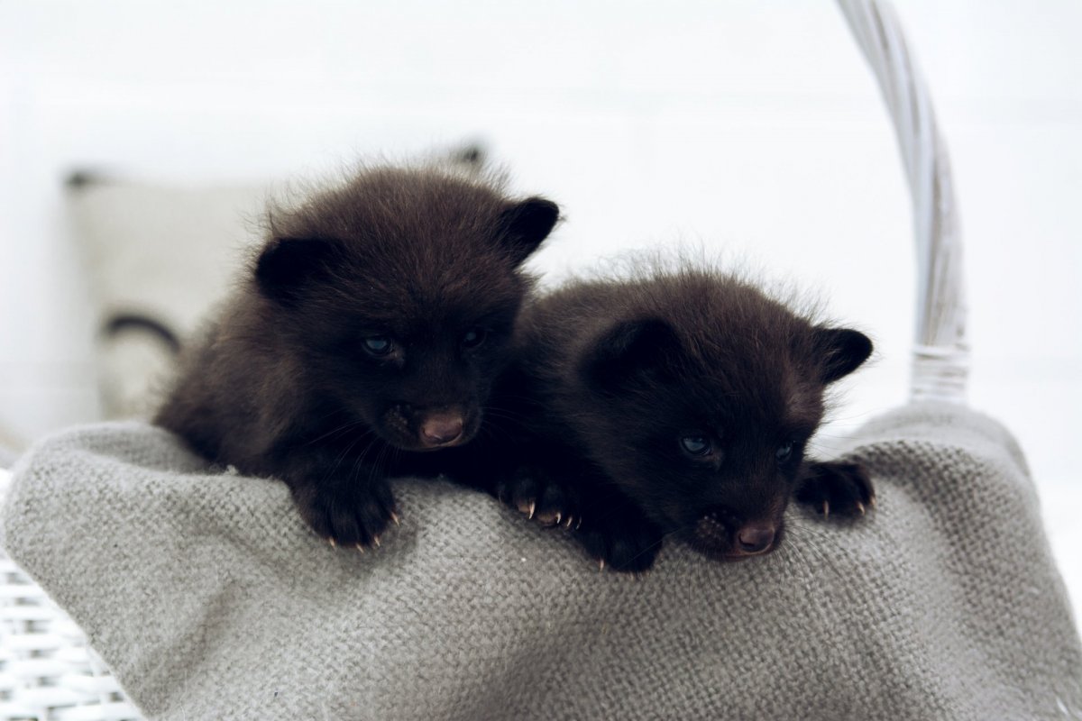 Новорождённые лисята