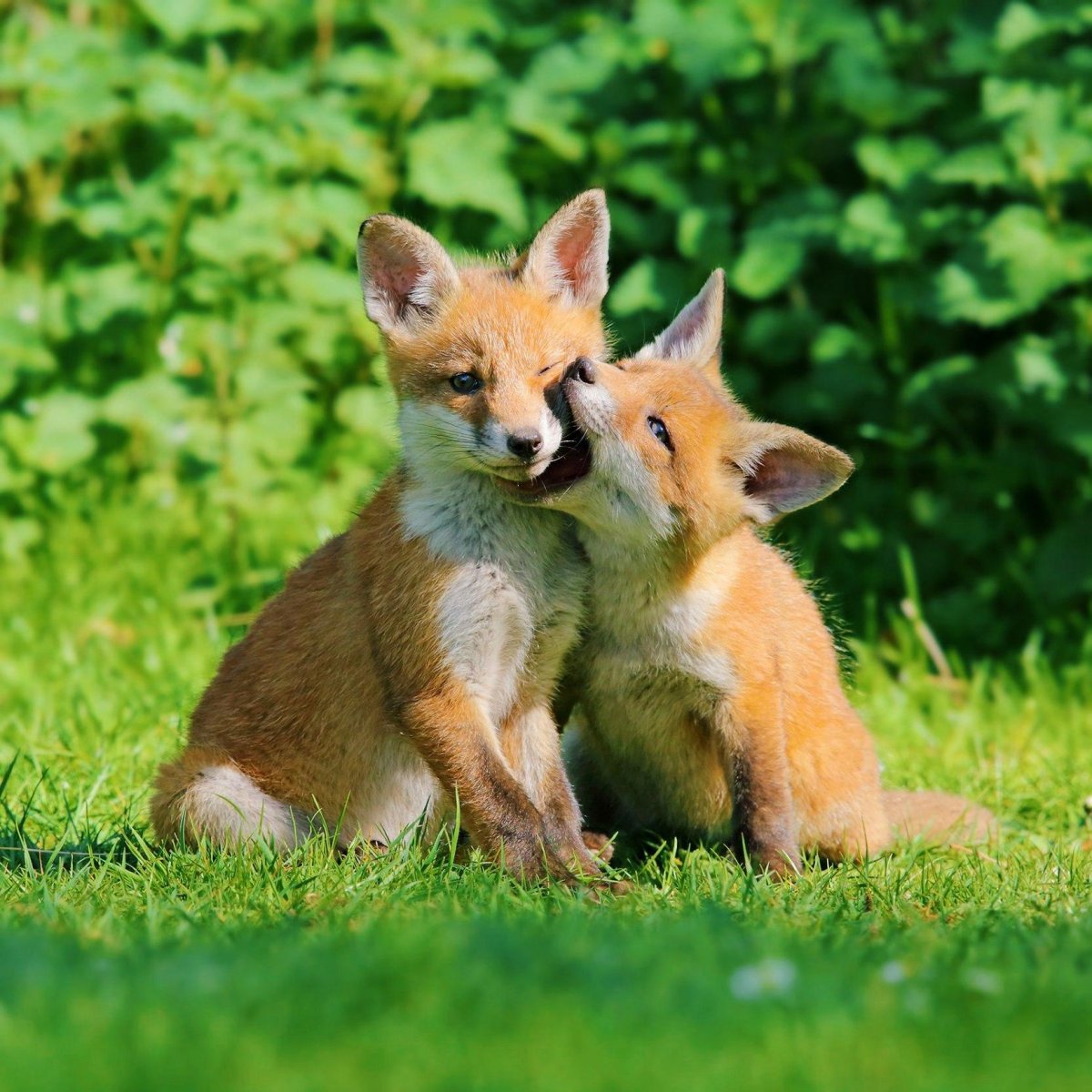 Летние животные вертикальные