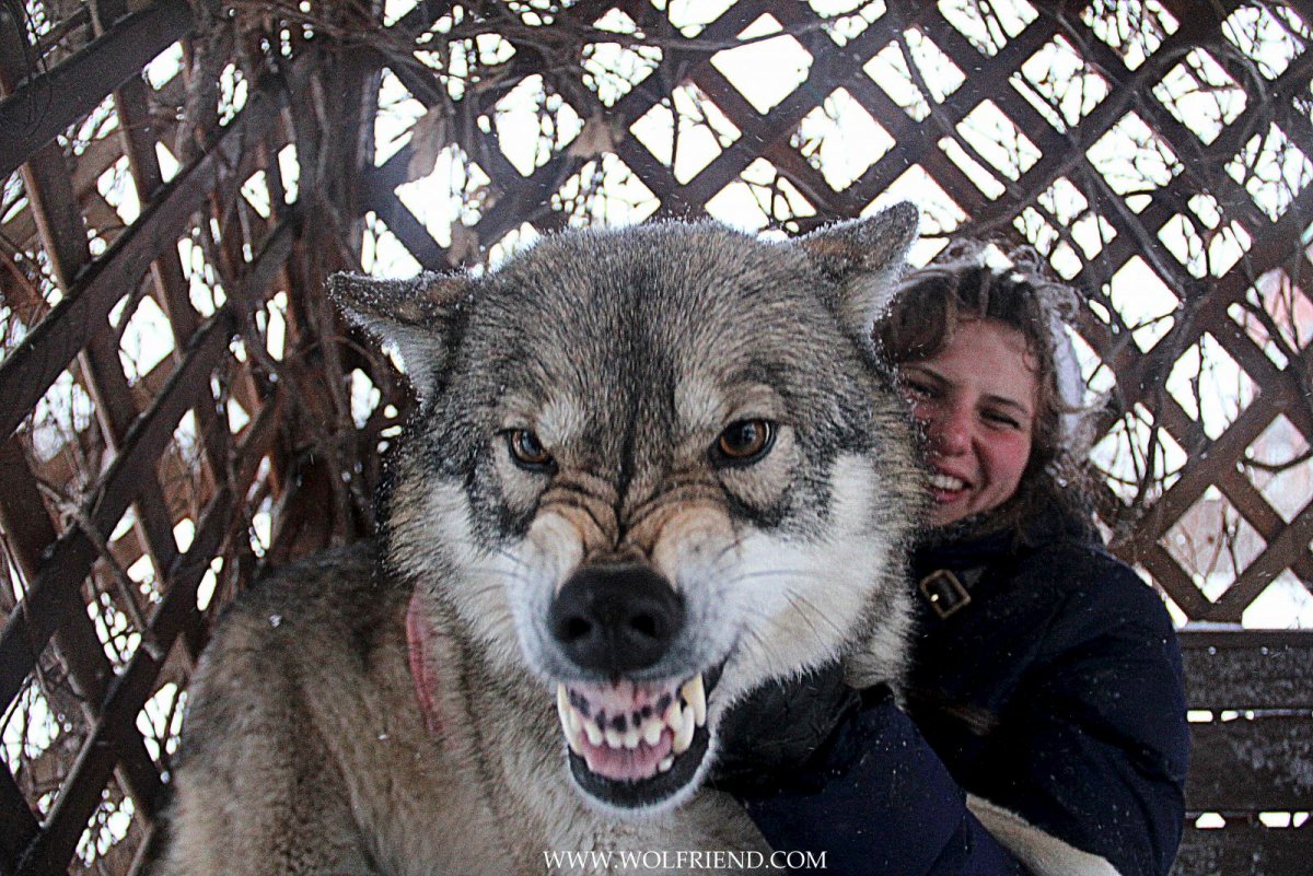 Самые редкие волки в мире