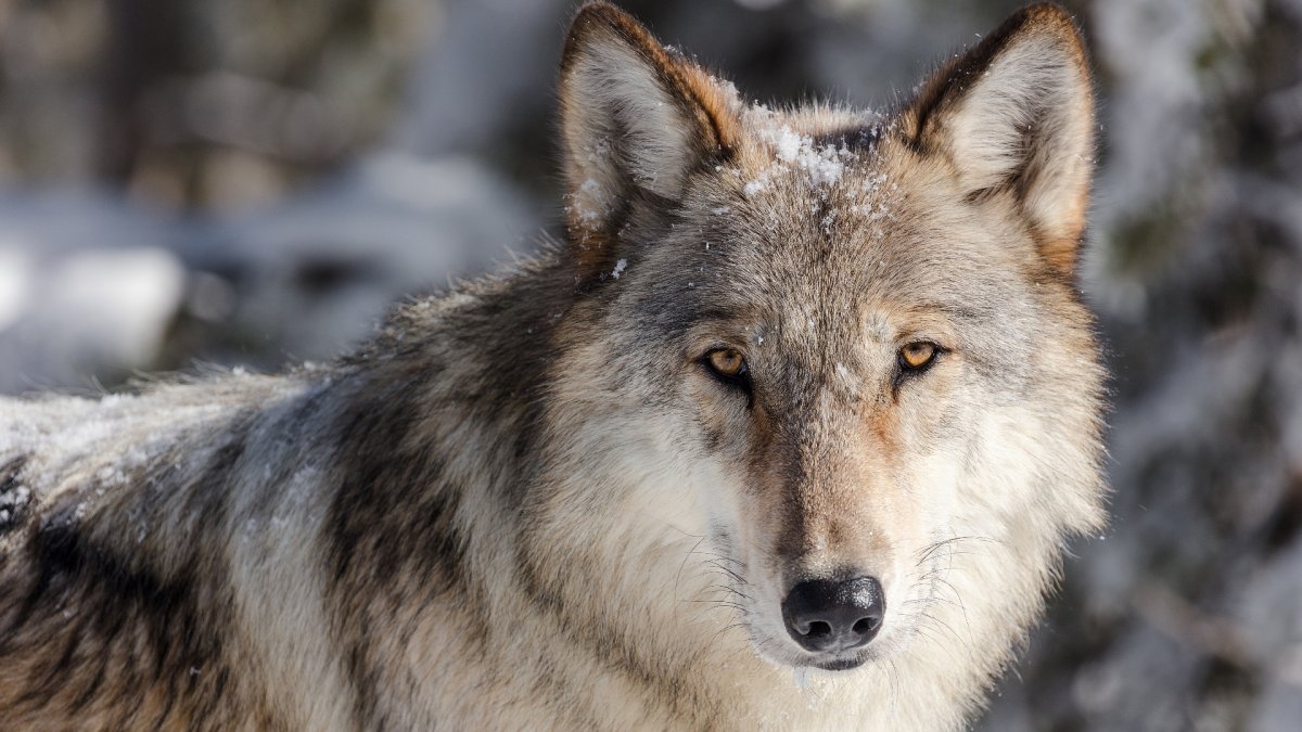 Грустный волк