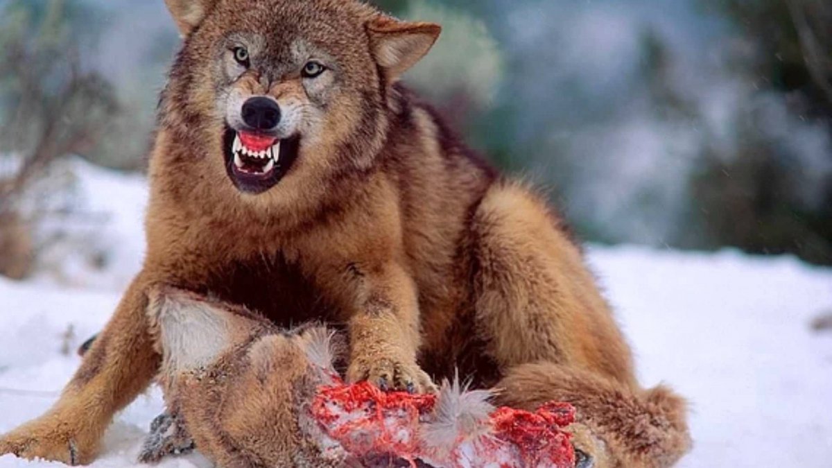 Агрессивный волк