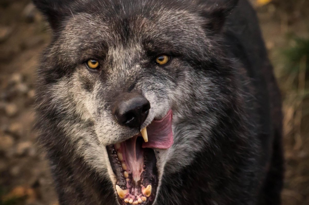 Волкособы оскал