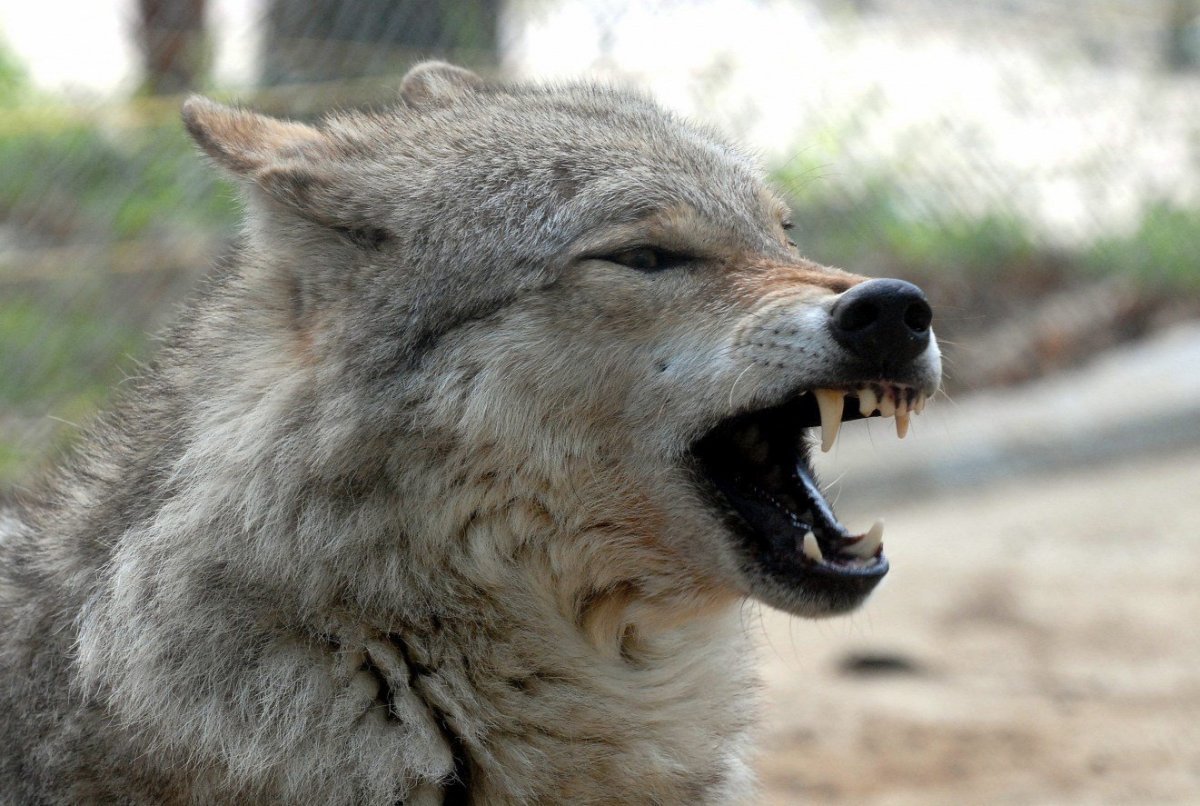 Волк в естественной среде