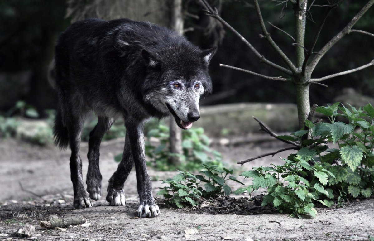 Волк белый злой