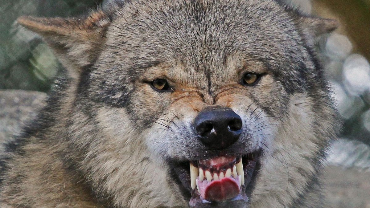 Молочные волки