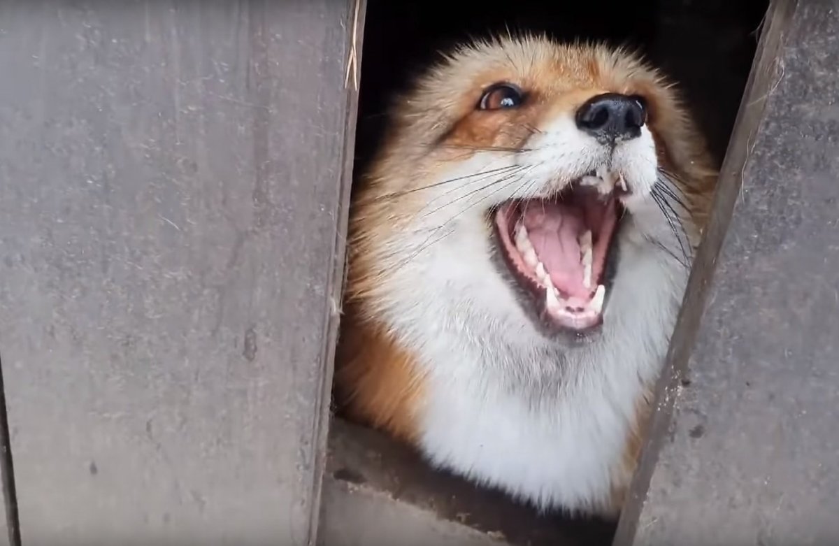 Иван Кулаков хозяин лисы