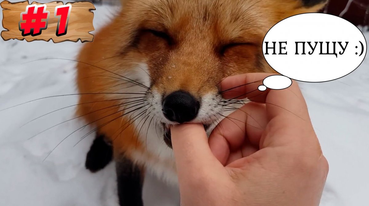 Иван Кулаков хозяин лисы фото