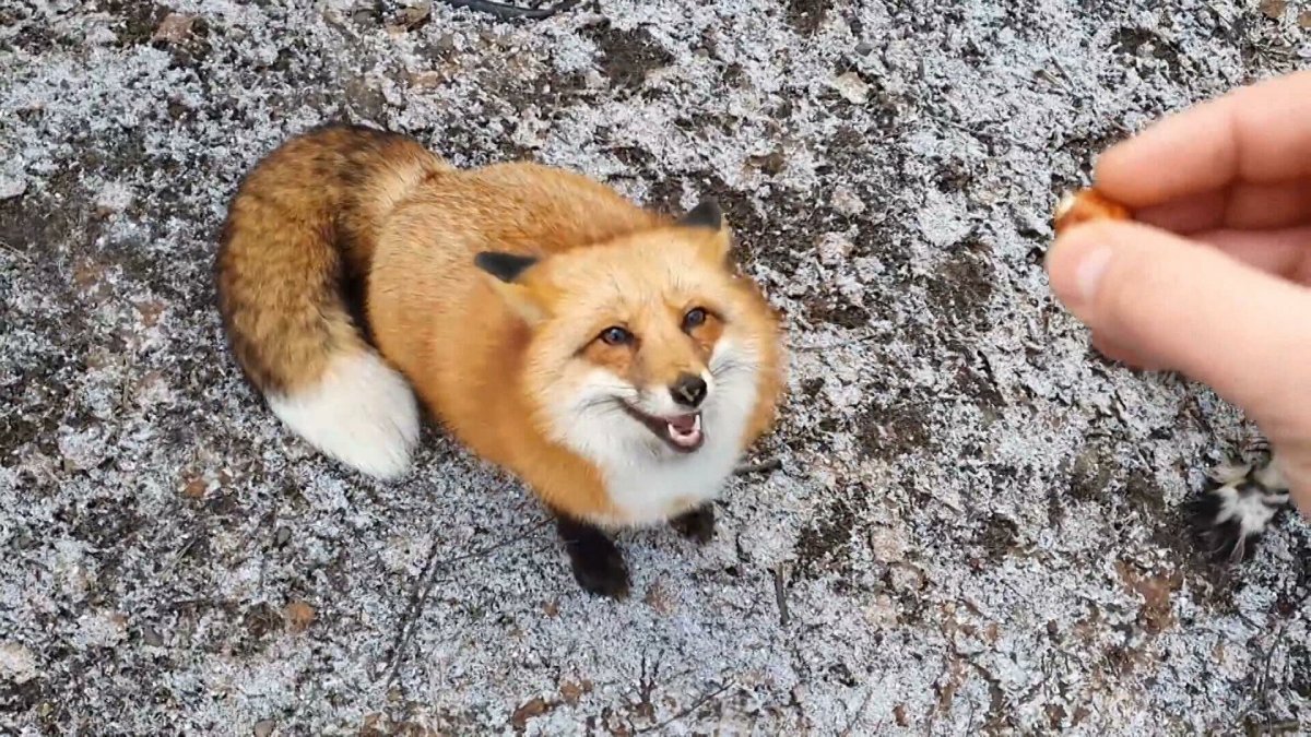 Иван Кулаков хозяин лисы