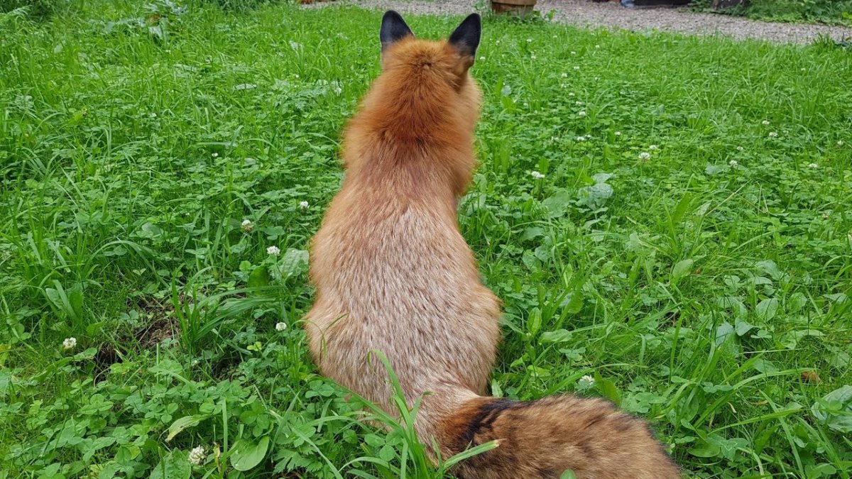 Иван Кулаков Инстаграм лиса