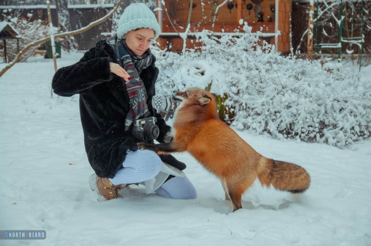 Лиса в очках фото