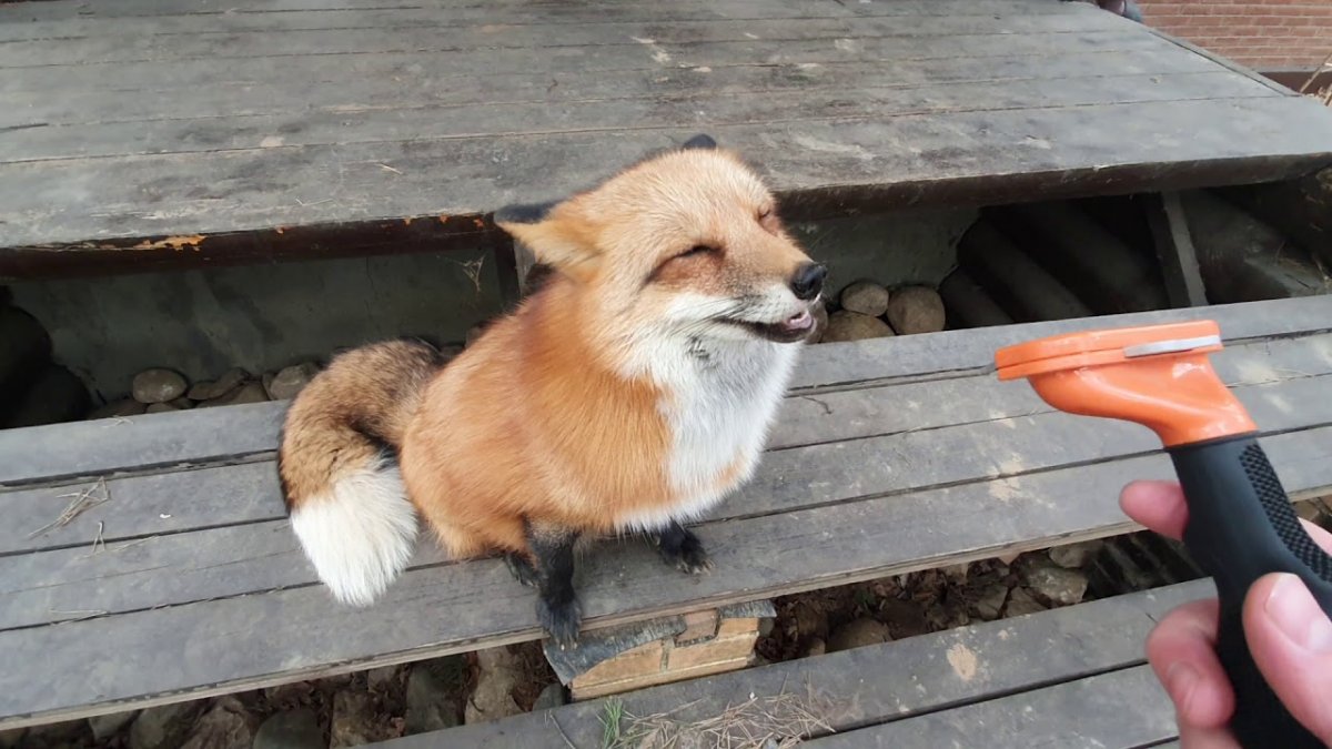 Мокрая лиса