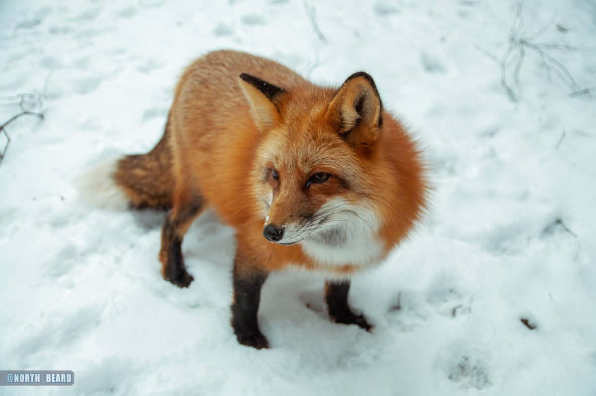Лиса Алиса из Подмосковья