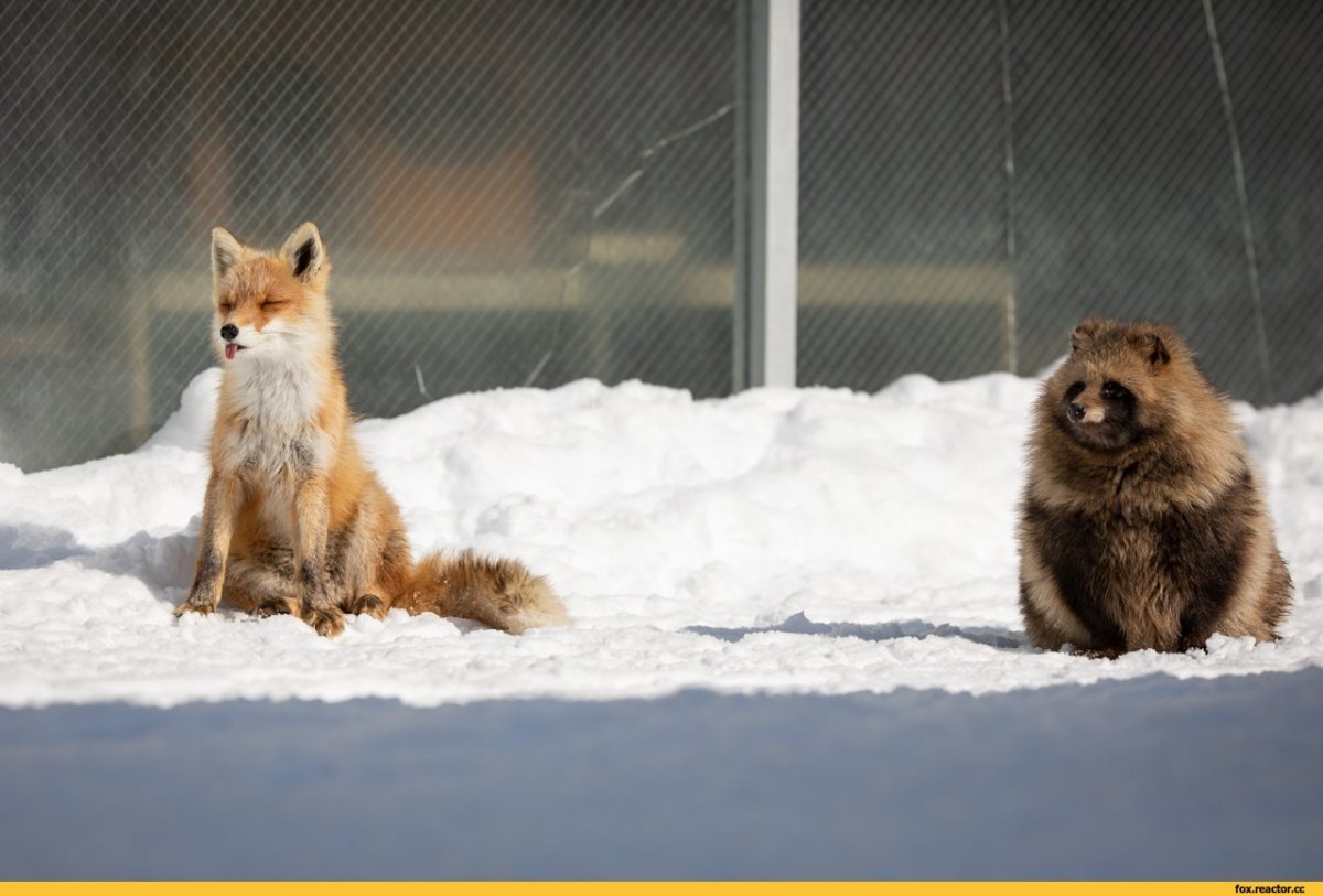 Лиса и енот вместе