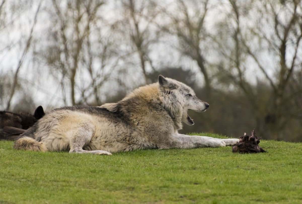Волк лежит вид сверху