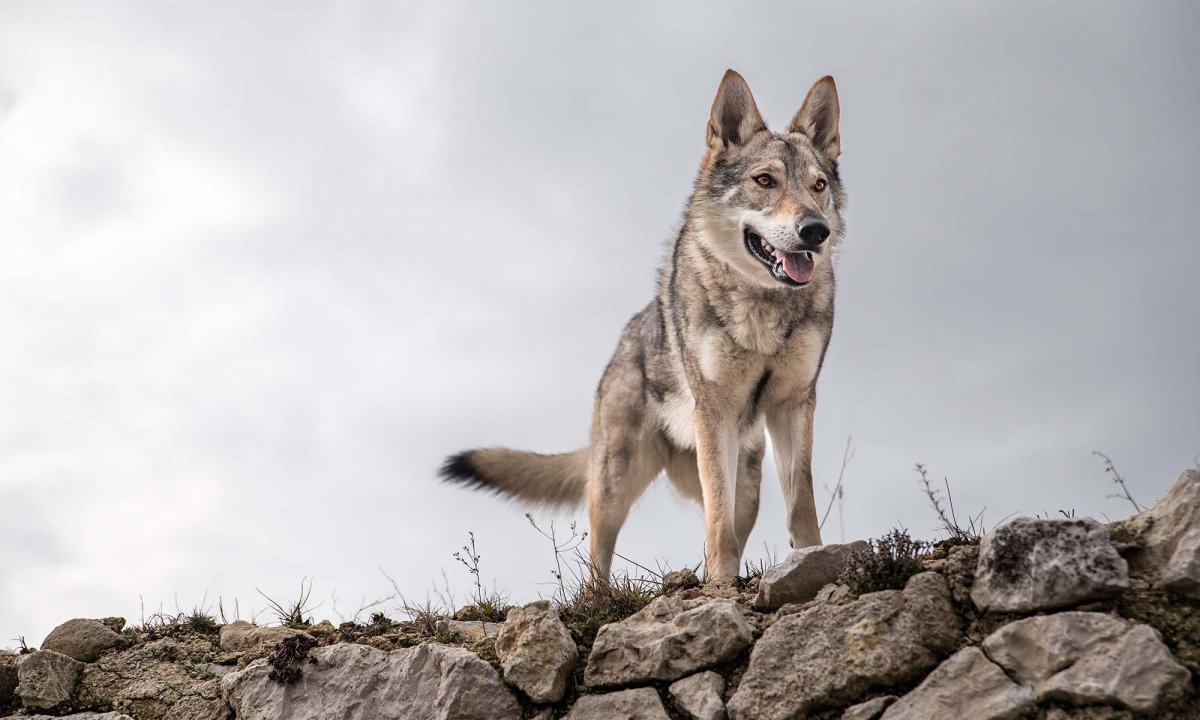 Волк пограничник