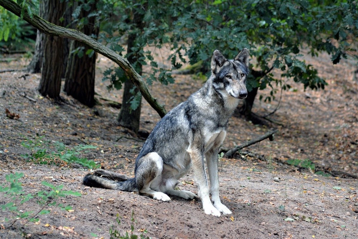 Сидячий волк