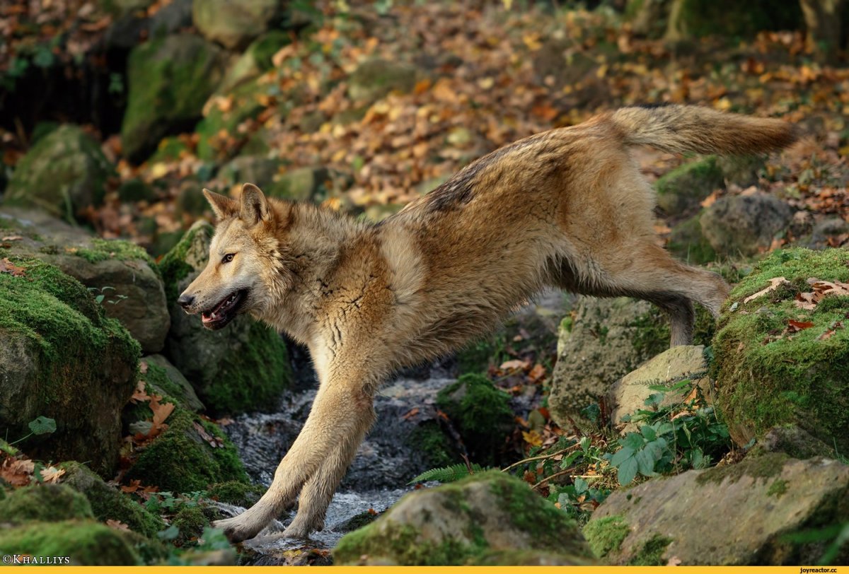 Смешной Волчонок