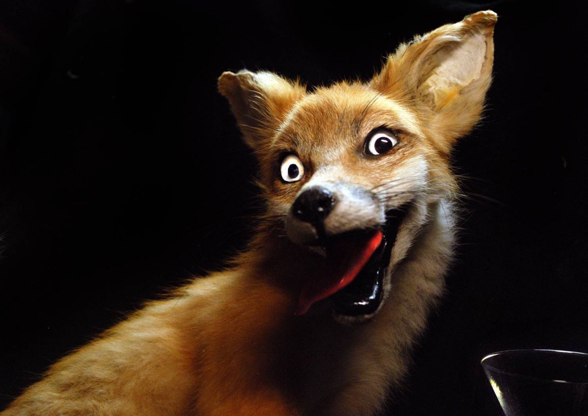 Удивленный Лис