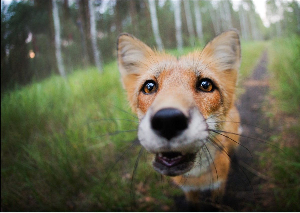 Лиса в объективе