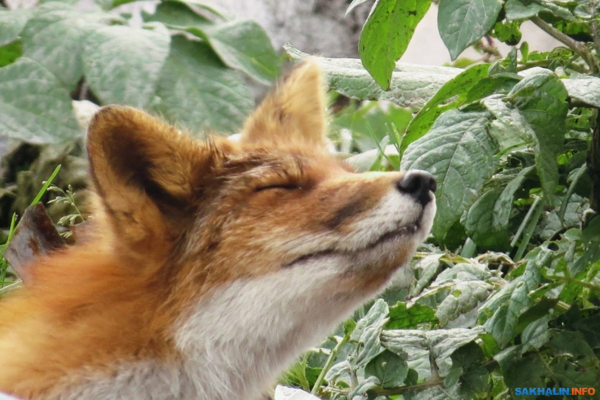 Лиса на Сахалине