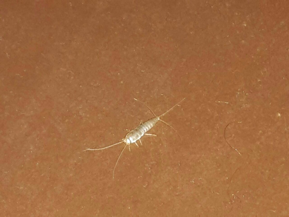 Обыкновенная чешуйница белая