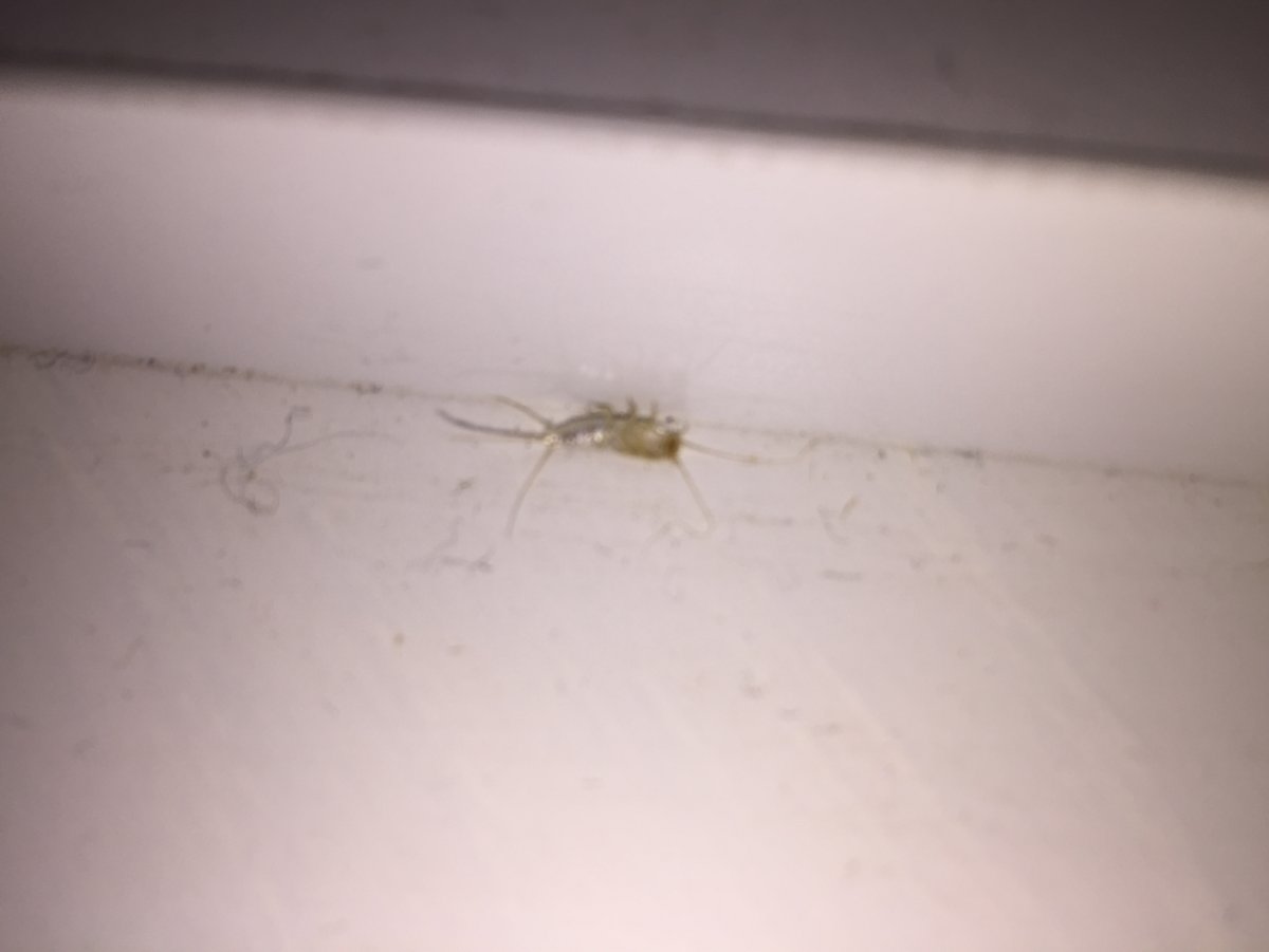 Мокрица-броненосец обыкновенная