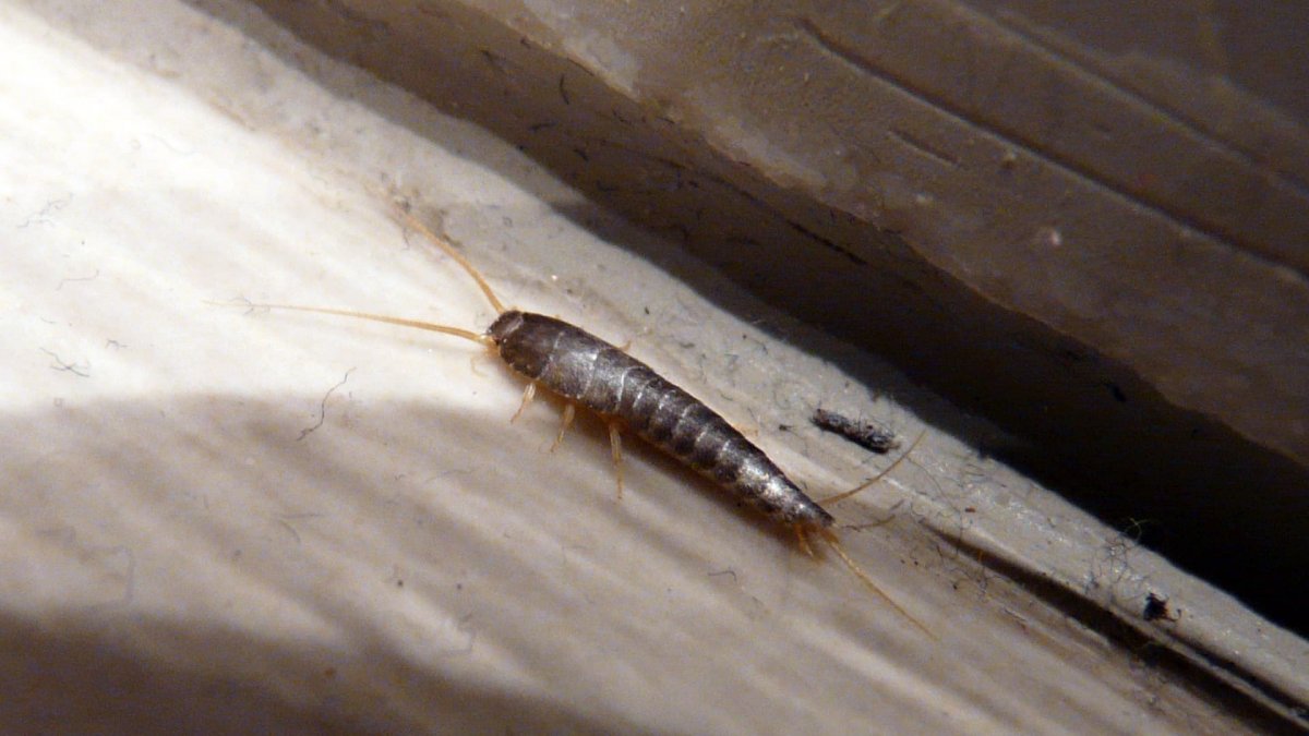 Серебрянка (обыкновенная чешуйница)