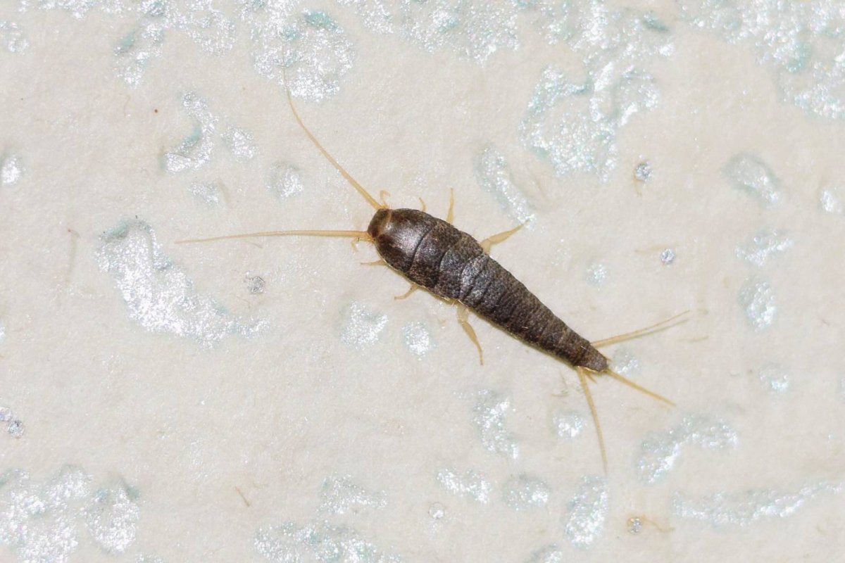 Мокрица чешуйница