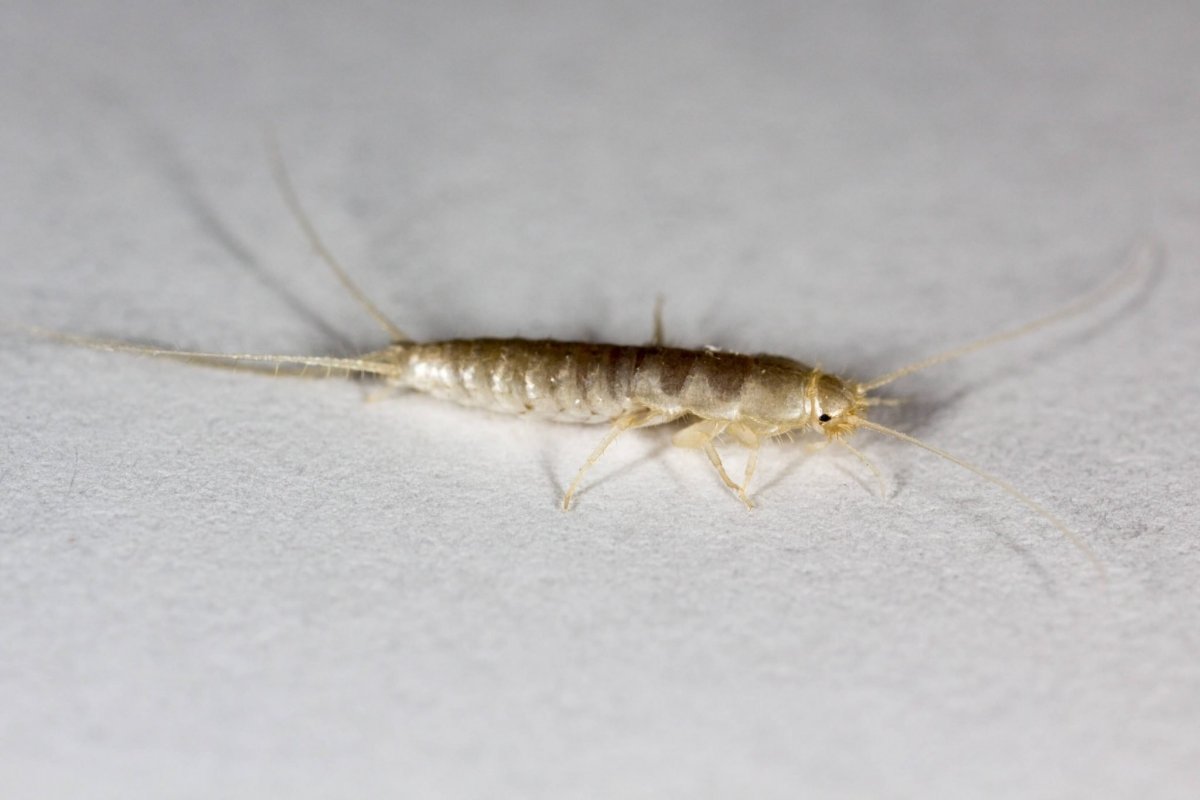 Обыкновенная чешуйница