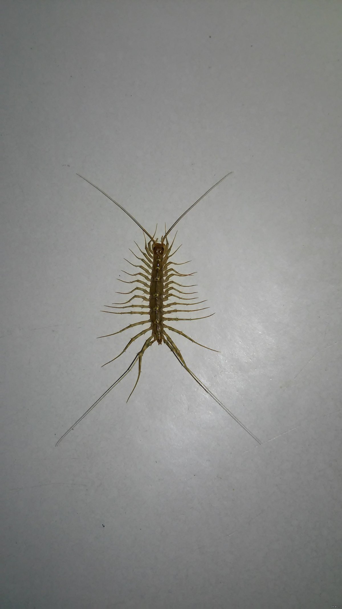 Личинка мокрицы