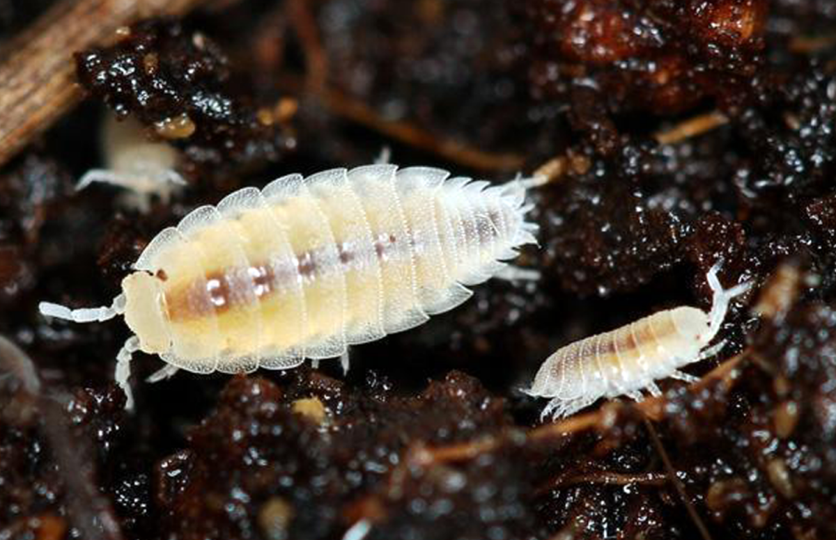 Мокрица чешуйница