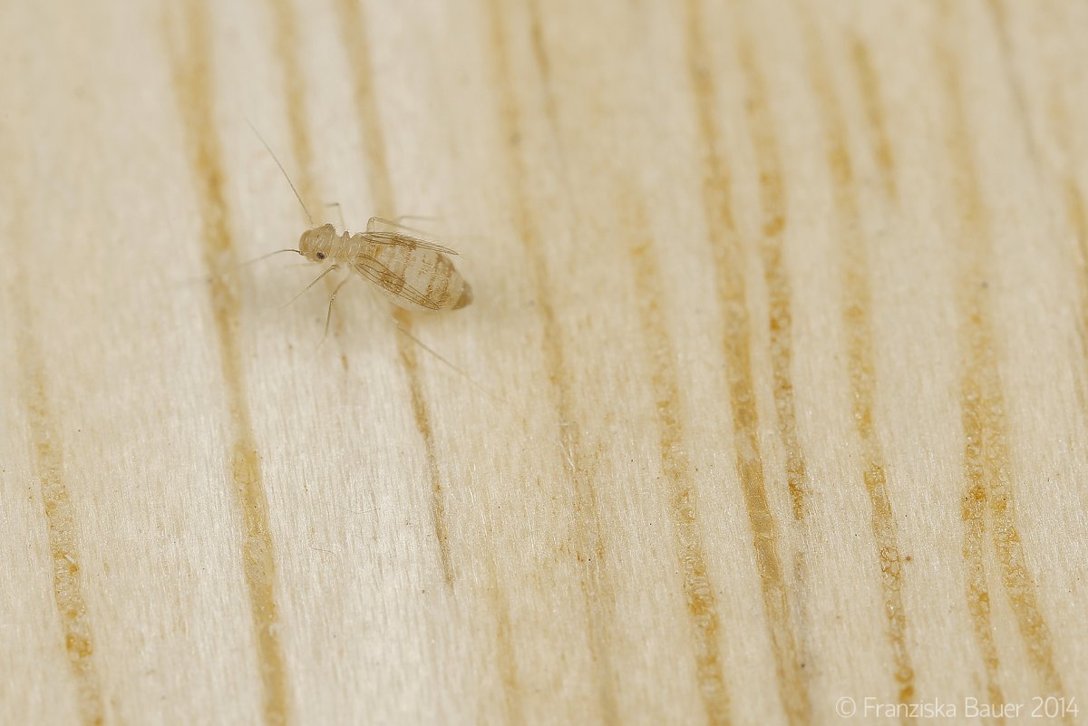 Белые насекомые