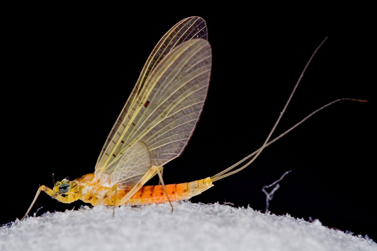 Желтая поденка