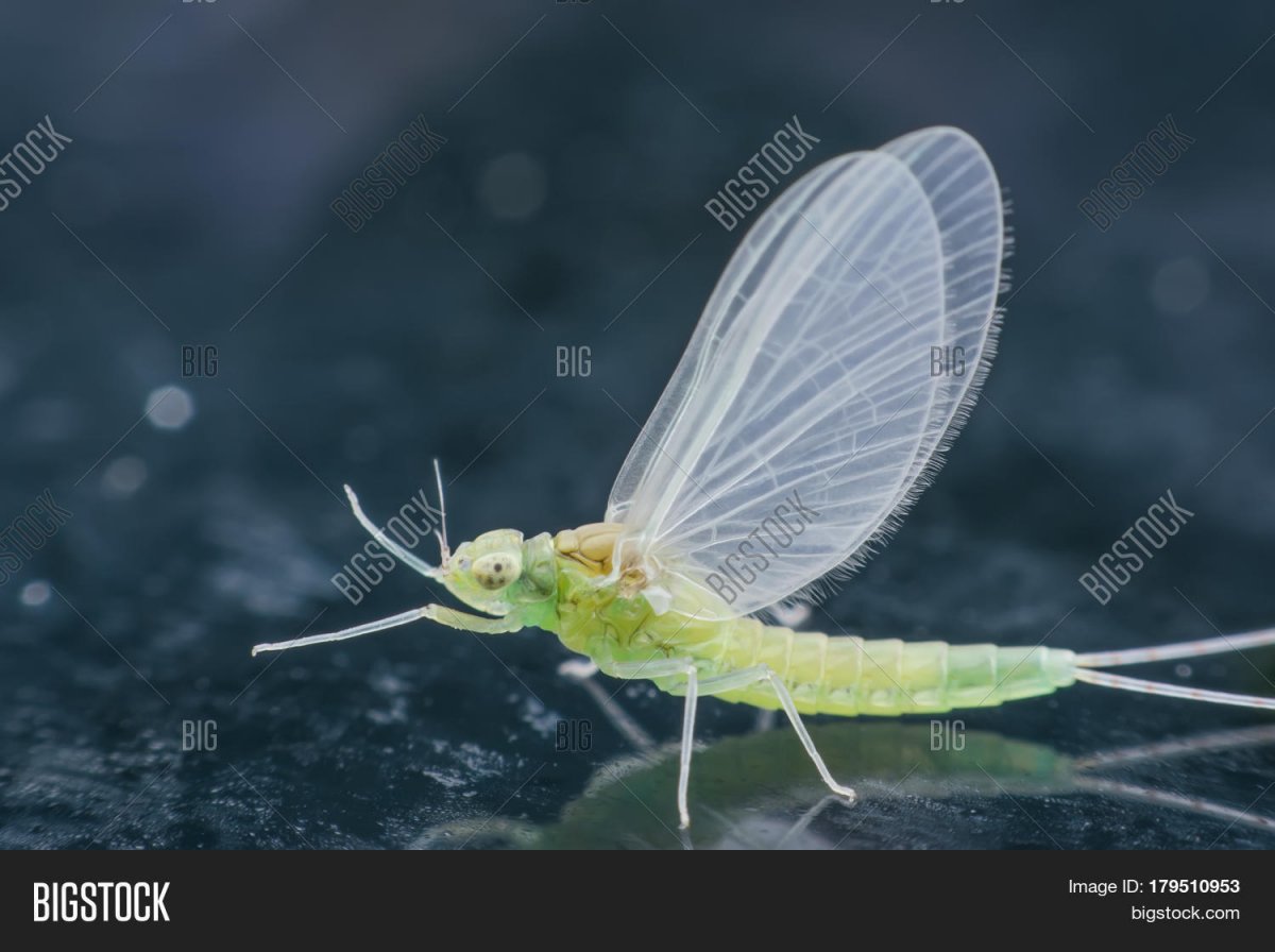 Поденка макро