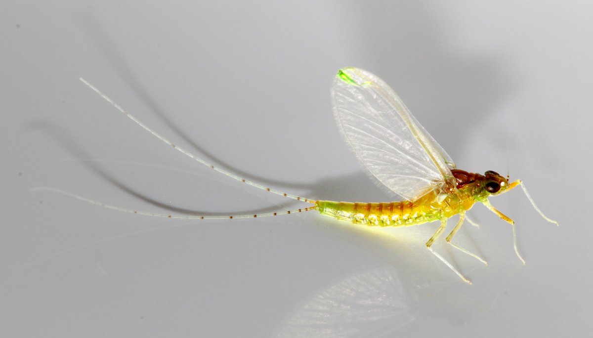 Подёнка (Potamanthus luteus)