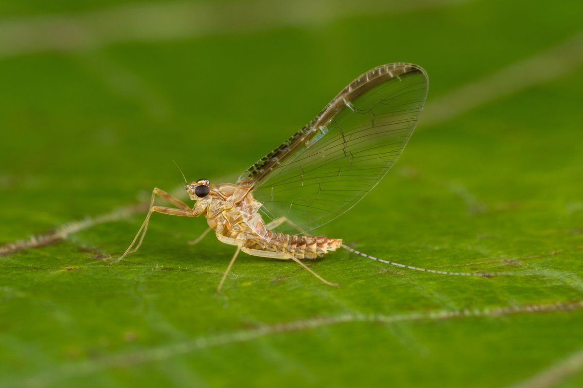 Личинка поденки (Cloeon dipterum)