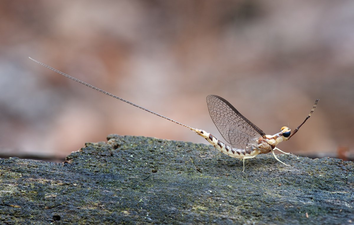Поденка личинка и Имаго