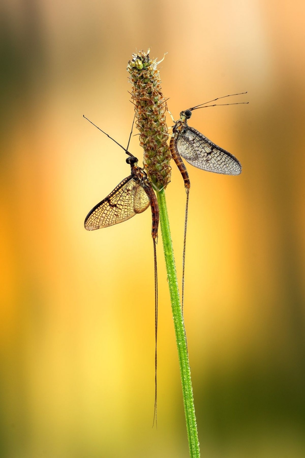 Эфемера поденка