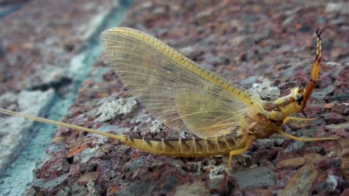 Личинка поденки Ephemeridae