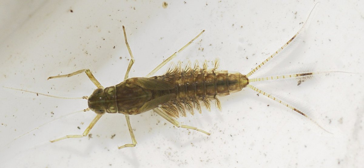 Поденка обыкновенная личинка