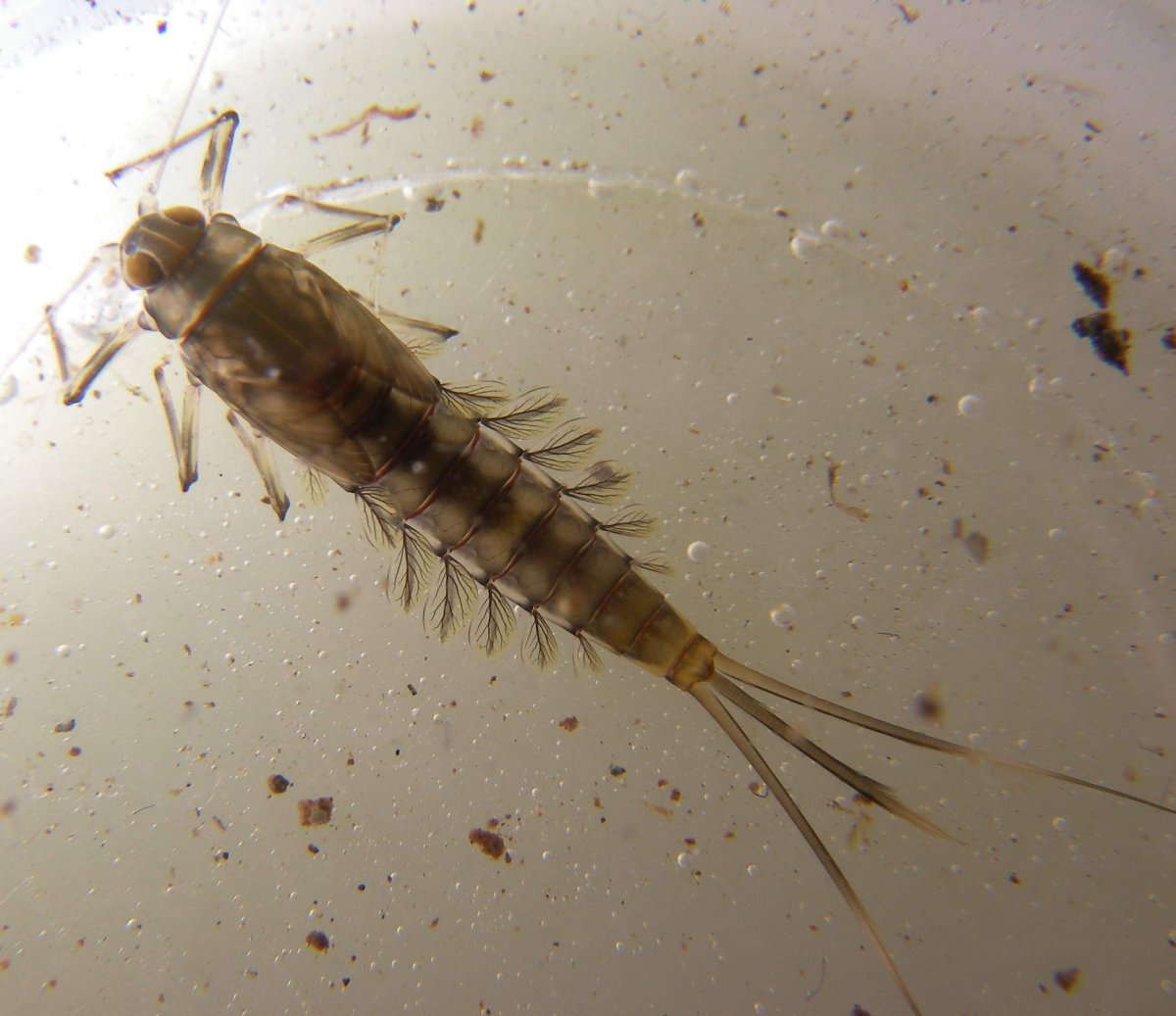 Личинка поденки Ephemeridae