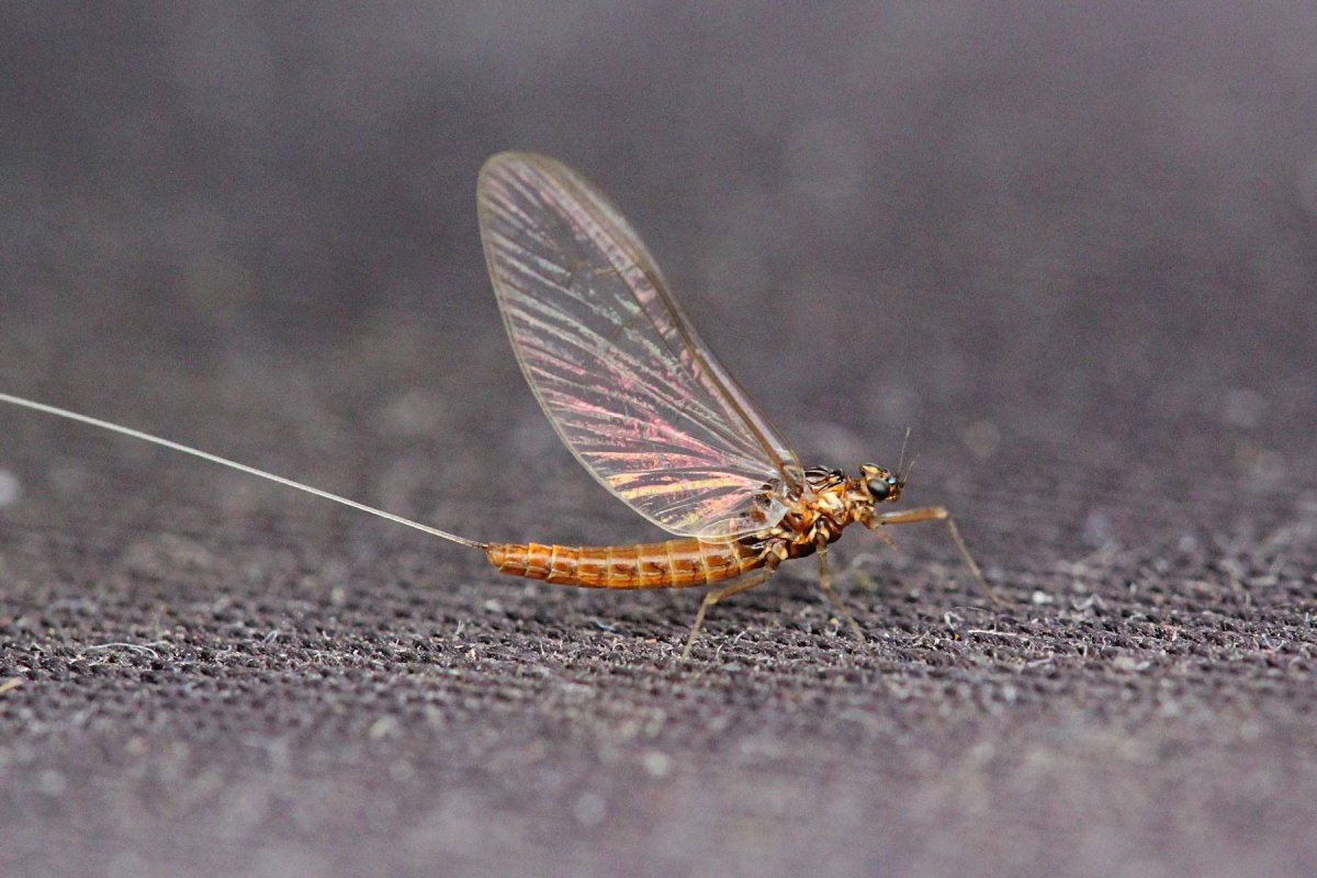 Поденки (Ephemeroptera)