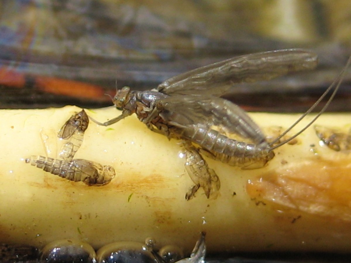 Нимфа поденки